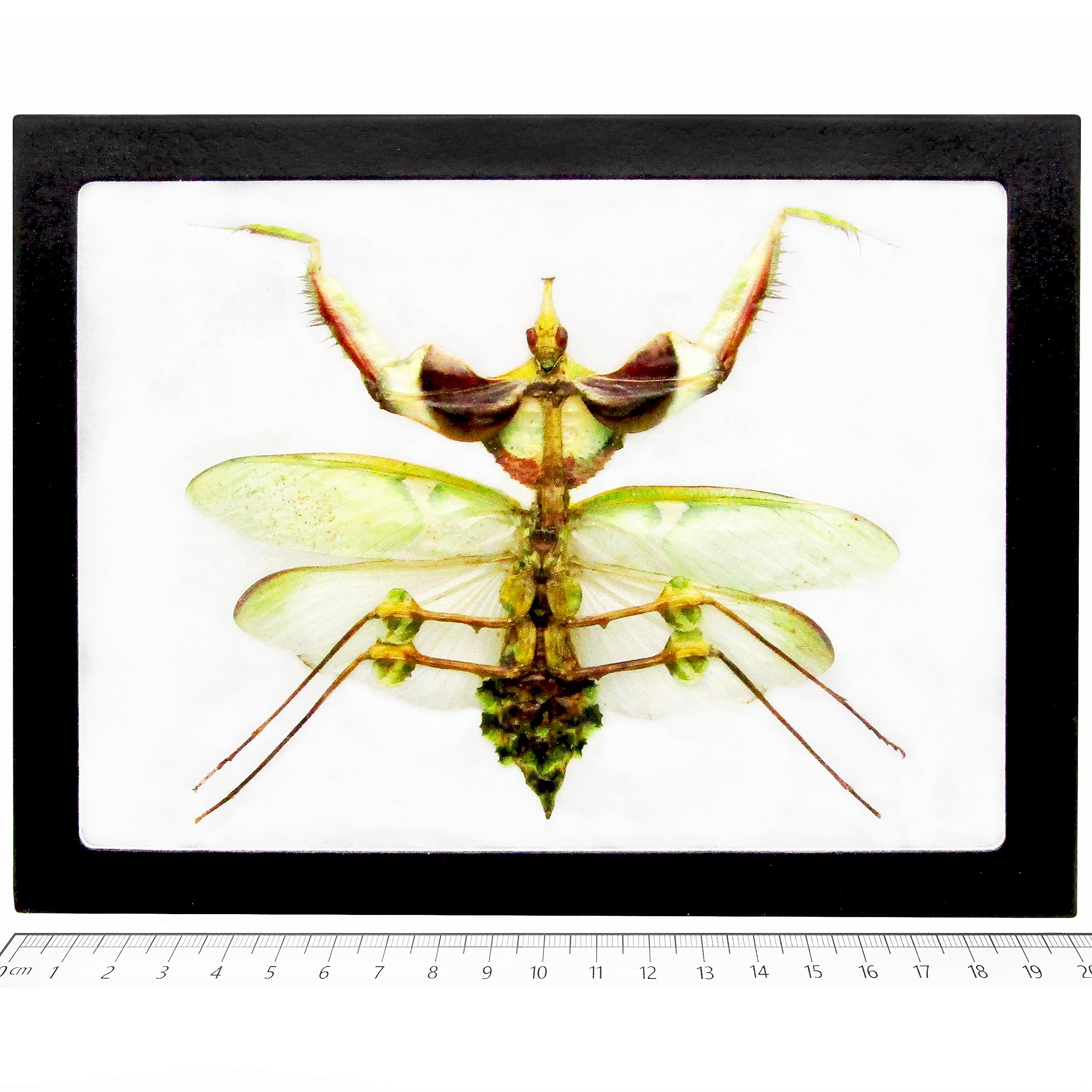 Amazon.com: BicBugs Idolomantis diabolica FEMALE VERSO framed